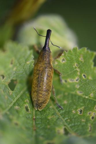 Réf. 184 703 : Lixus pulverulentus
